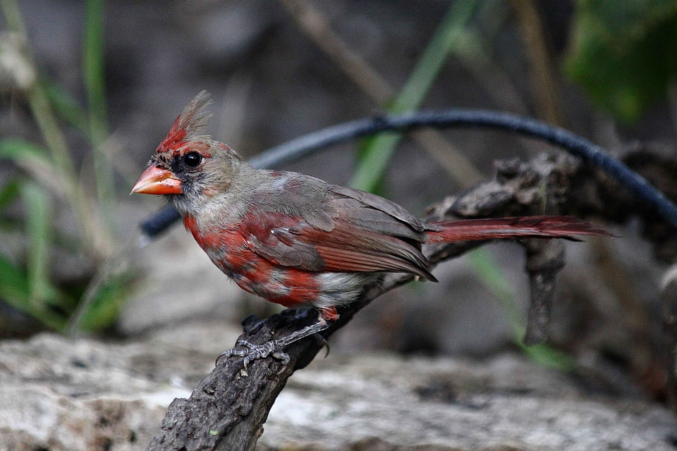 Bird cardinal photo