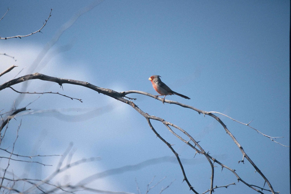 Bird cardinal Cardinalis sinuatus