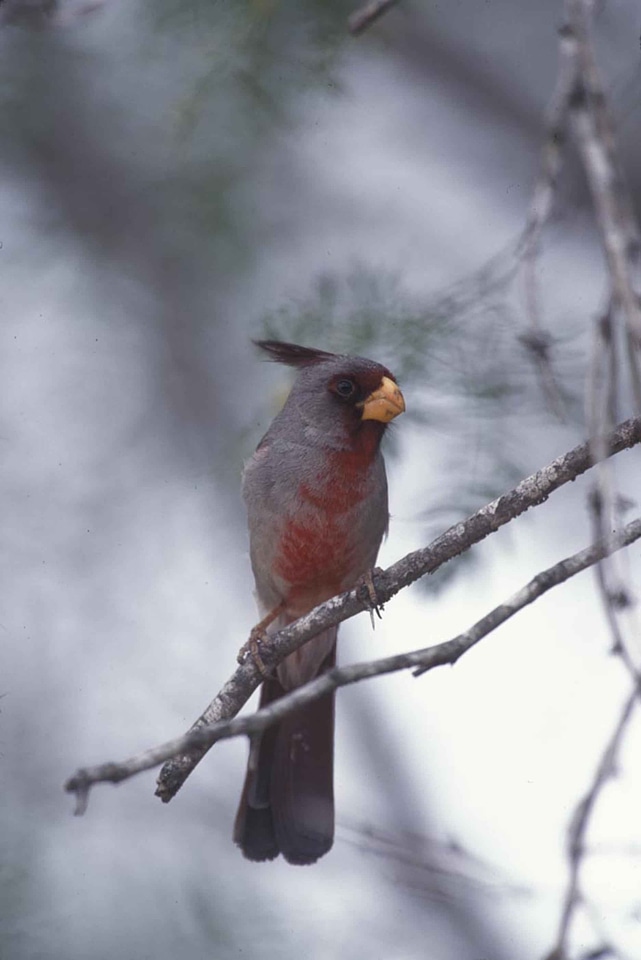 Bird breeding cardinal
