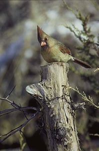 Cardinal female tree photo