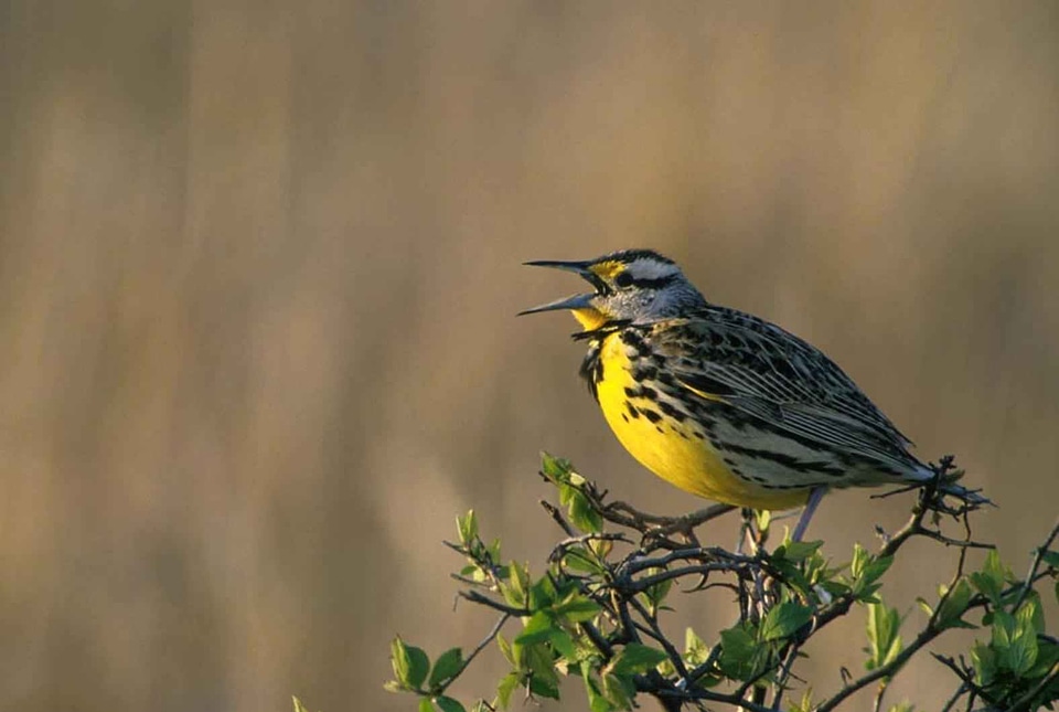 Bird Sturnella neglecta Sturnella neglecta chordata