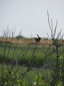 Bush Cistothorus palustris marsh