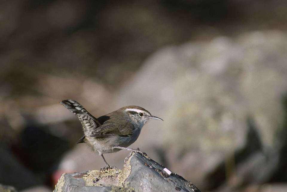 Bird Regulus ignicapilla 