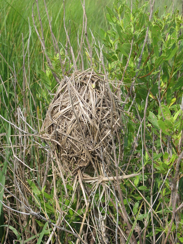 Cistothorus Palustris marsh nest