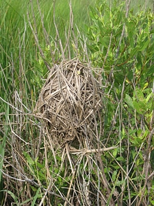 Cistothorus Palustris marsh nest