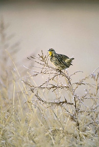 Bird bouquet Sturnella neglecta