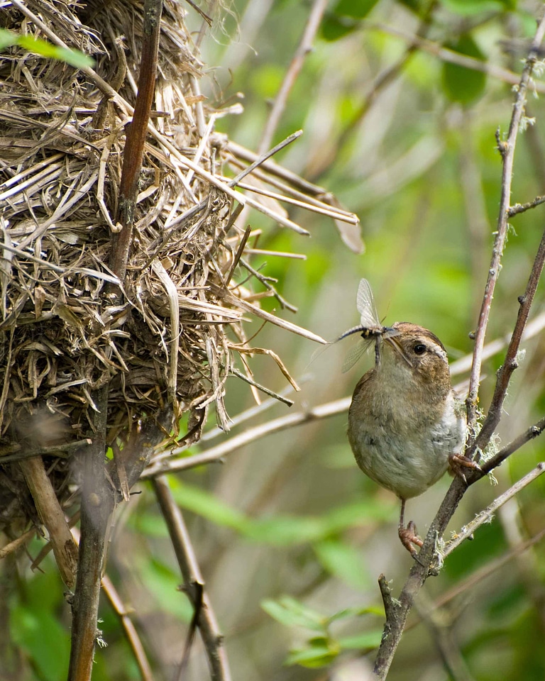 Bird Cistothorus palustris marsh