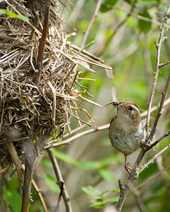 Bird Cistothorus palustris marsh