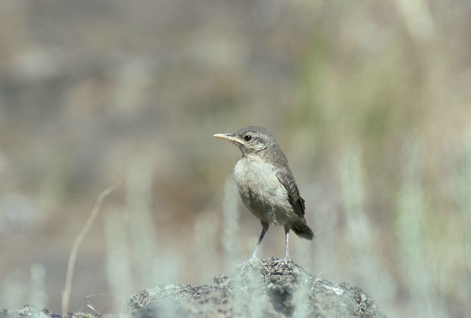 Bird Regulus ignicapilla rock