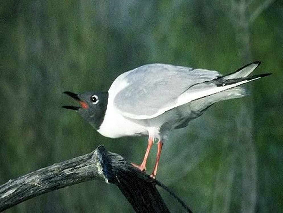 Bird  