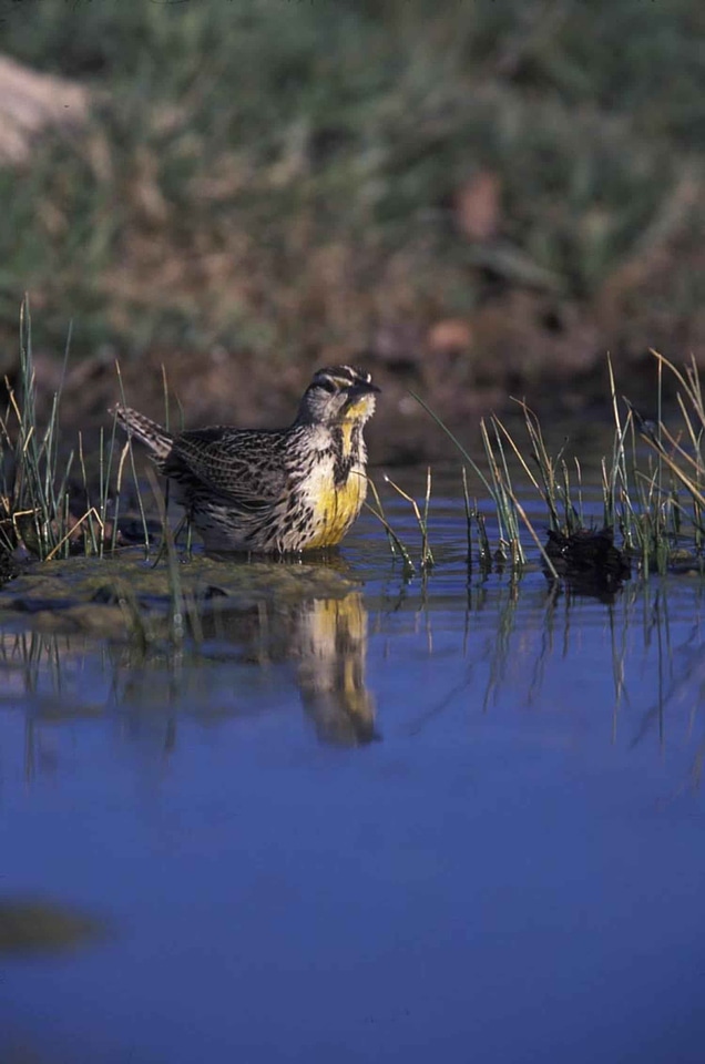 Bird Sturnella neglecta Sturnella neglecta chordata
