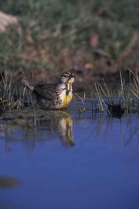 Bird Sturnella neglecta Sturnella neglecta chordata