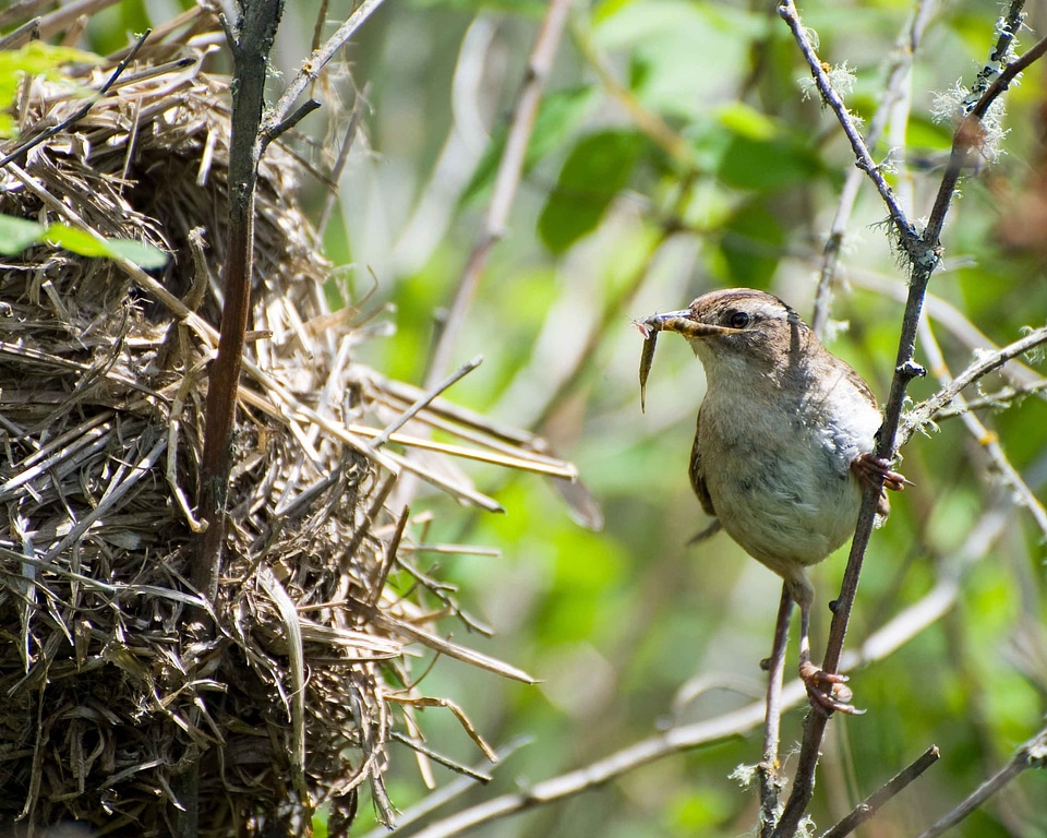 Bird Cistothorus palustris food