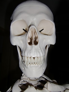 Skull bone horror bone
