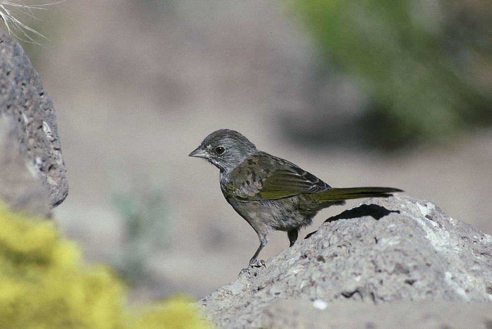Bird greenery Passerellidae