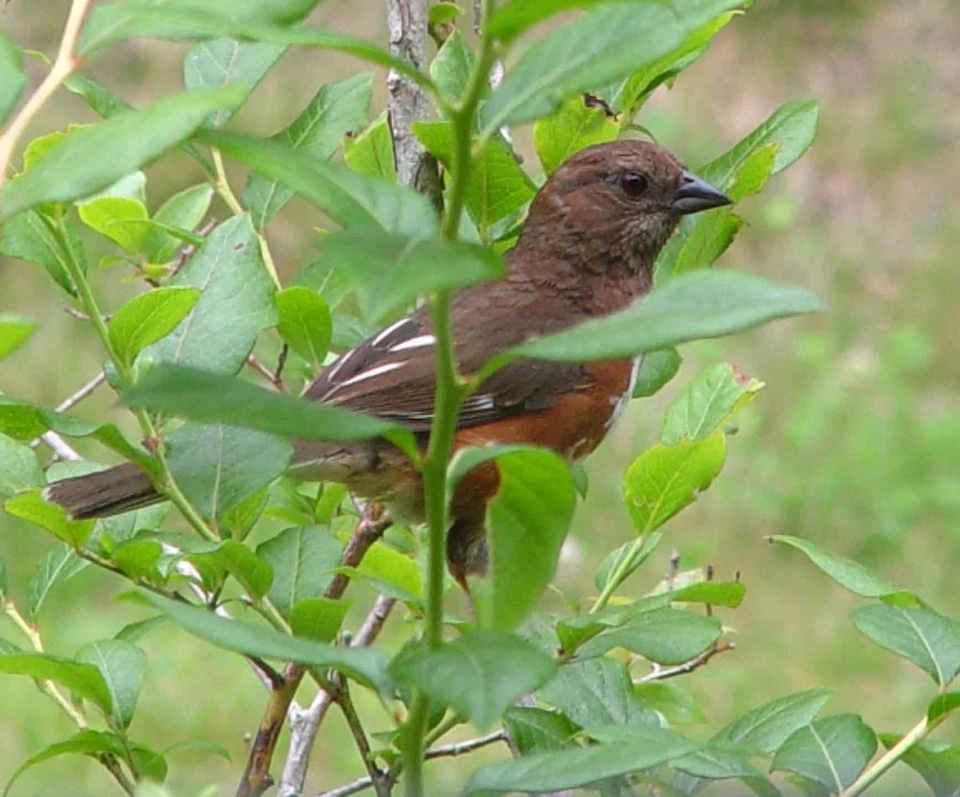 Bird female Passerellidae