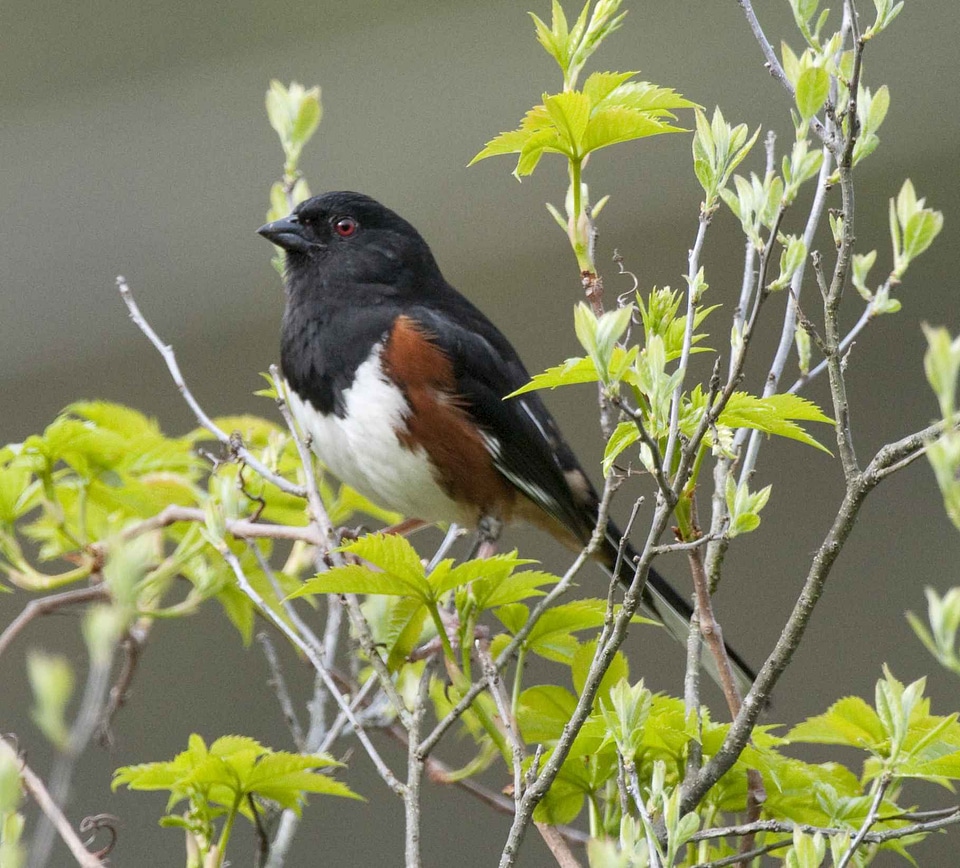 Bird male Passerellidae