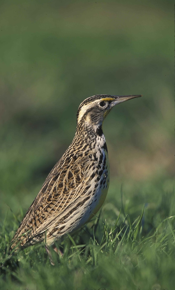 Bird chief Sturnella neglecta