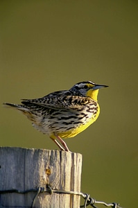 Bird close close-up