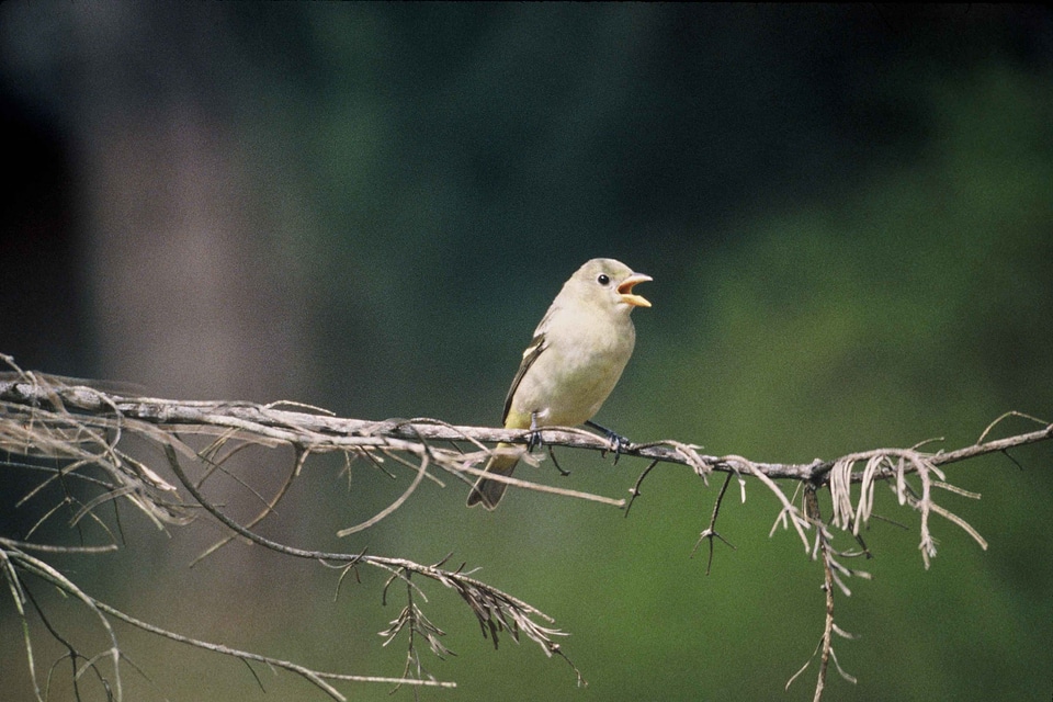 Bird Coereba flaveola Piranga ludoviciana