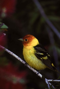 Bird bouquet Coereba flaveola