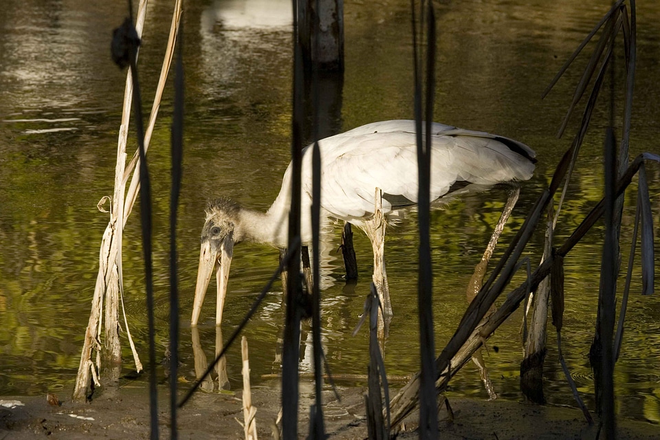 Bird Ciconia ciconia food