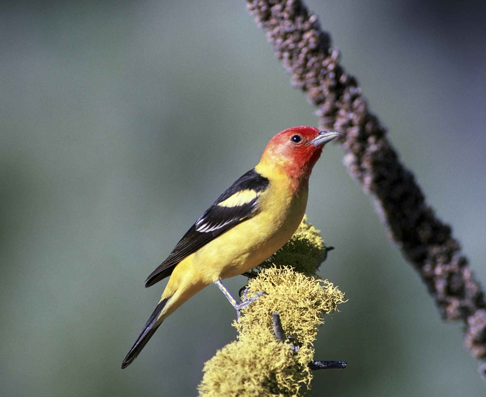 Bird Coereba flaveola male