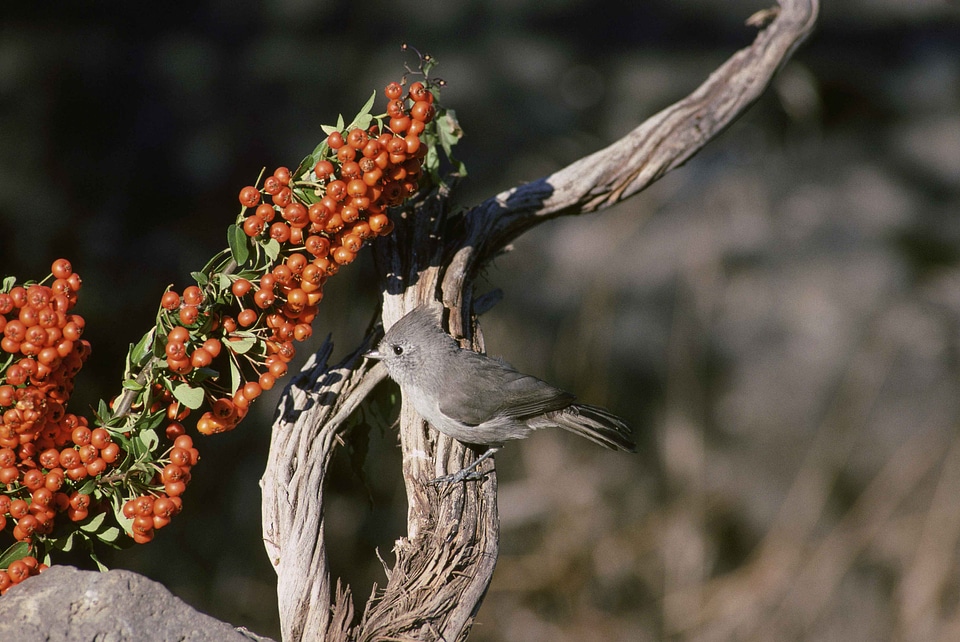 Bird bouquet match
