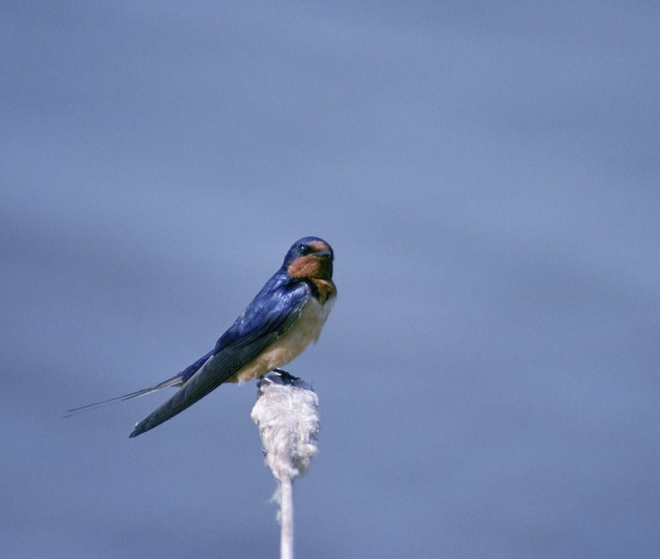 Barn barn swallow bird photo