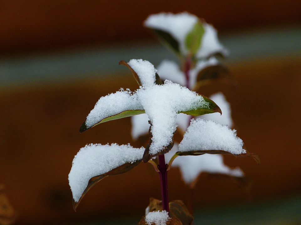 Winter wintry nature
