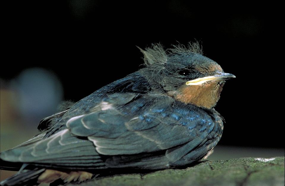 Barn barn swallow bird
