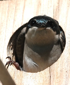 Barn Swallow box Tachycineta bicolor