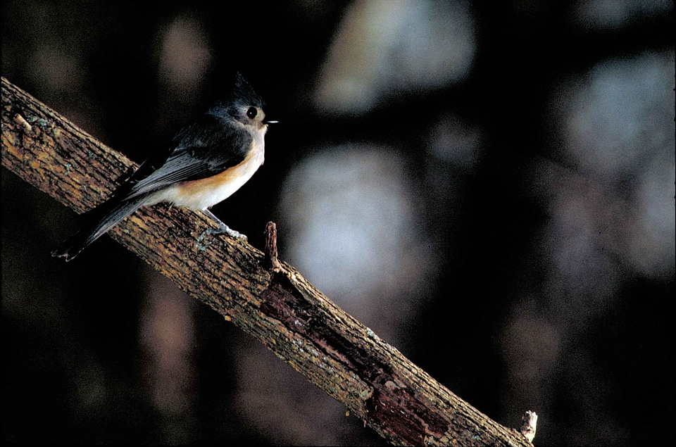 Ancient Baeolophus bicolor bird