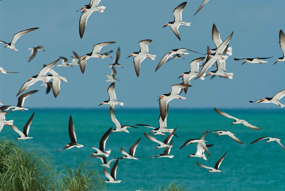 Black flight flock