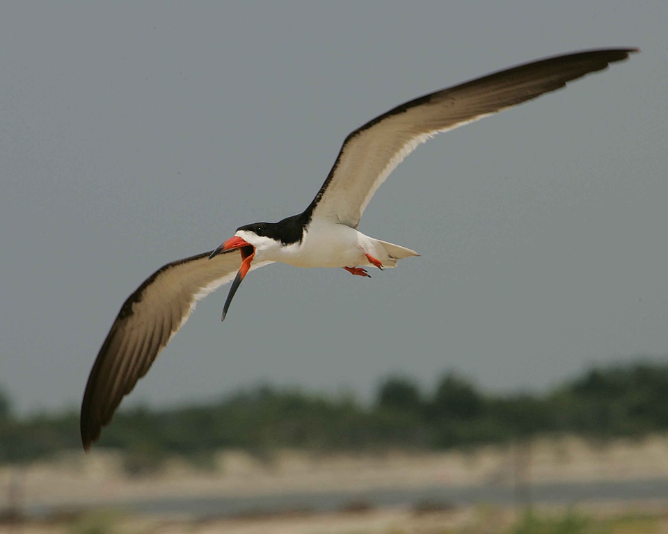 Bird black close