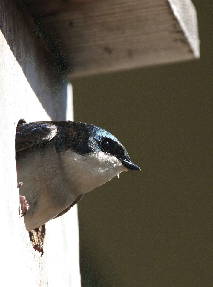 Barn Swallow box nest