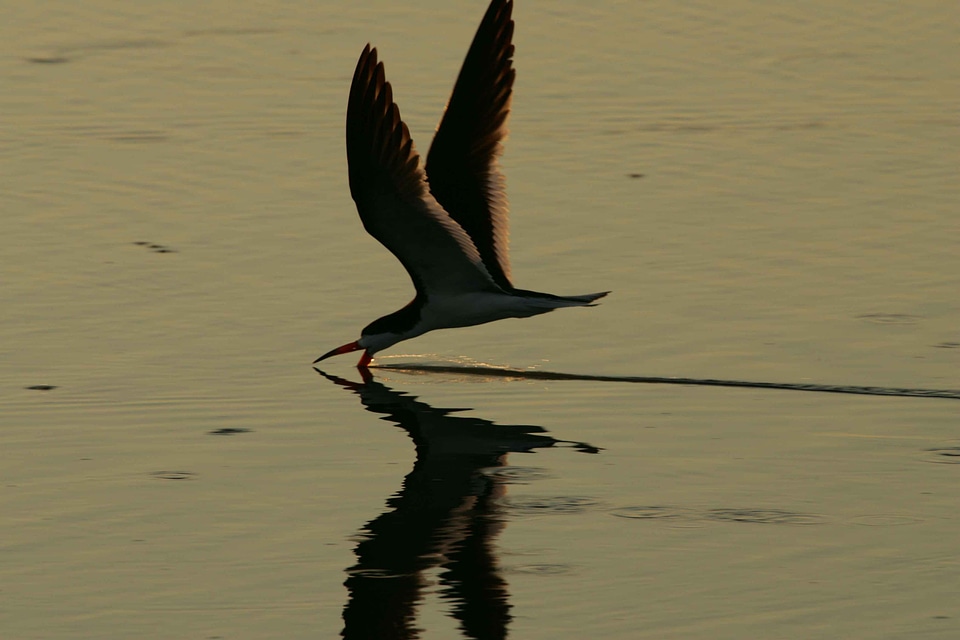 Bird black Rynchops niger