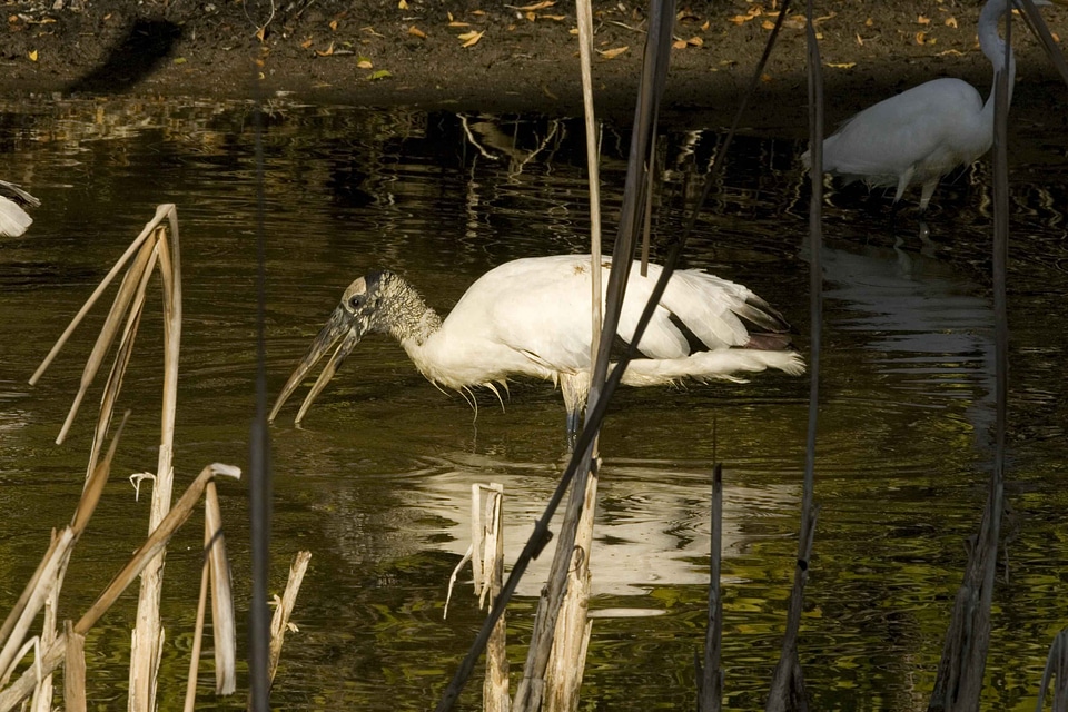 Bird Ciconia ciconia food