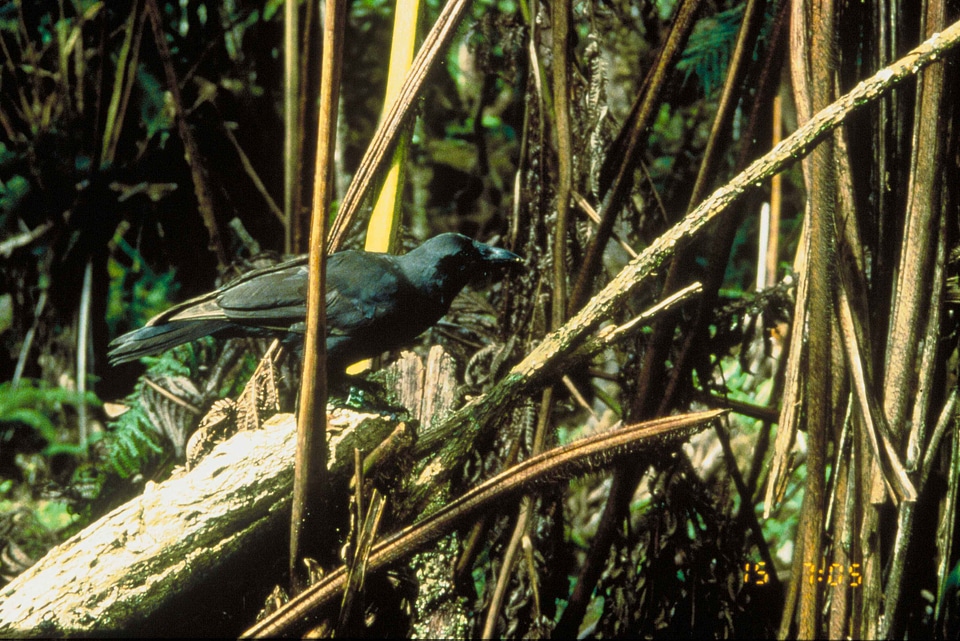 Bird crow 