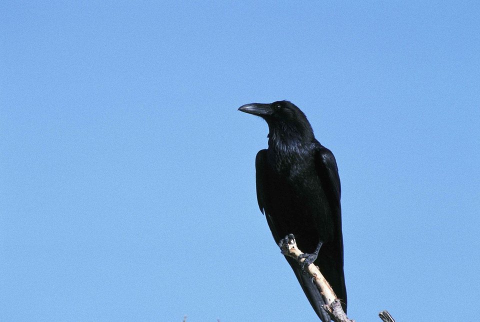 Bird crow 