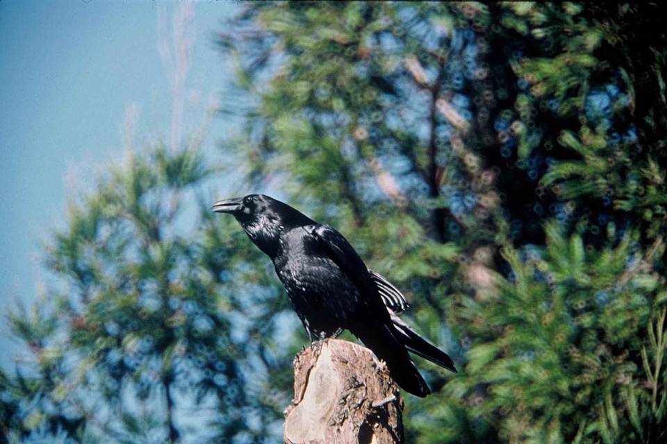 Bird crow 