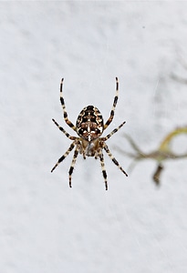Cobweb arachnid garden spider