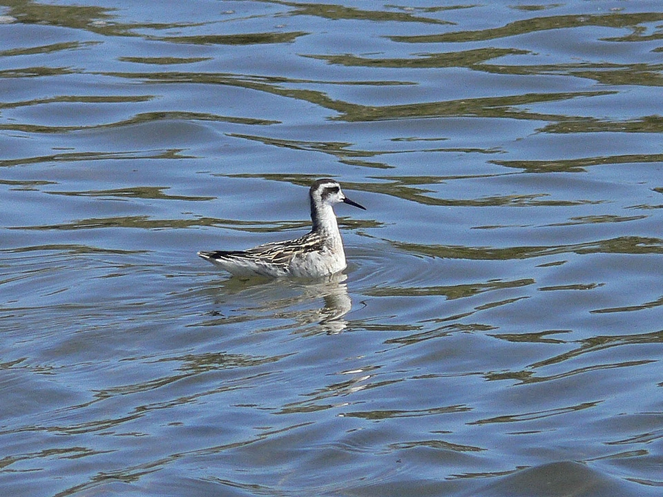 Bird Phalaropus lobatus red