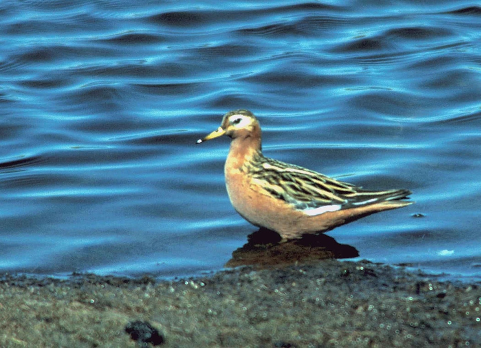 Phalaropus Fulicarius Phalaropus lobatus red