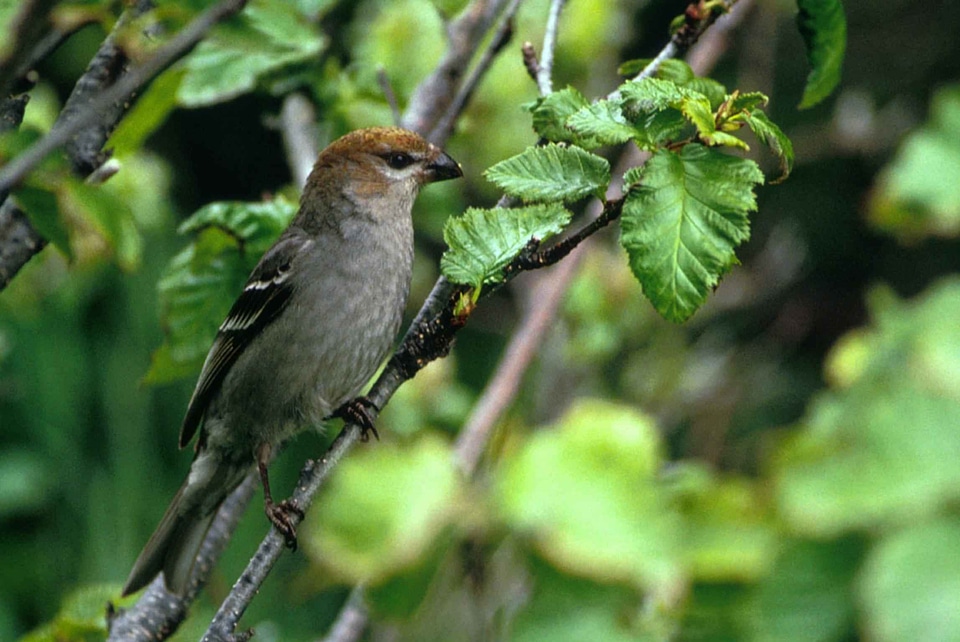Bird bouquet Hesperiphona vespertina