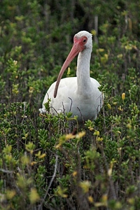 American bird white