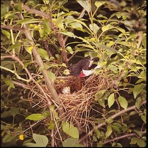 Bird chick Hesperiphona vespertina