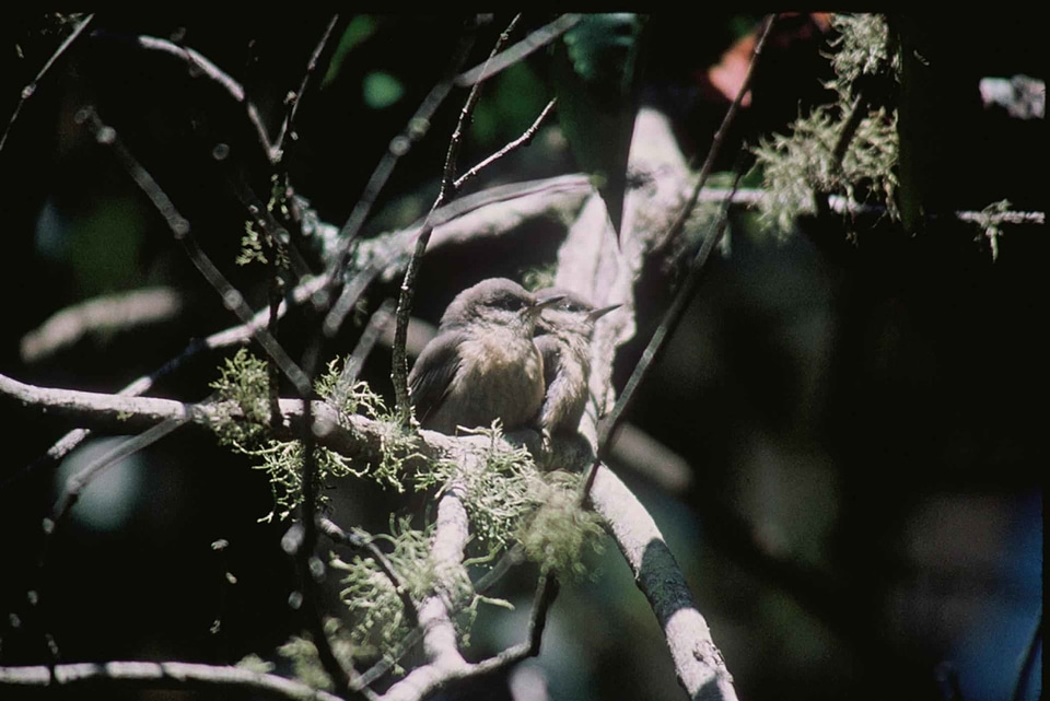 Bird Sitta sittidae 