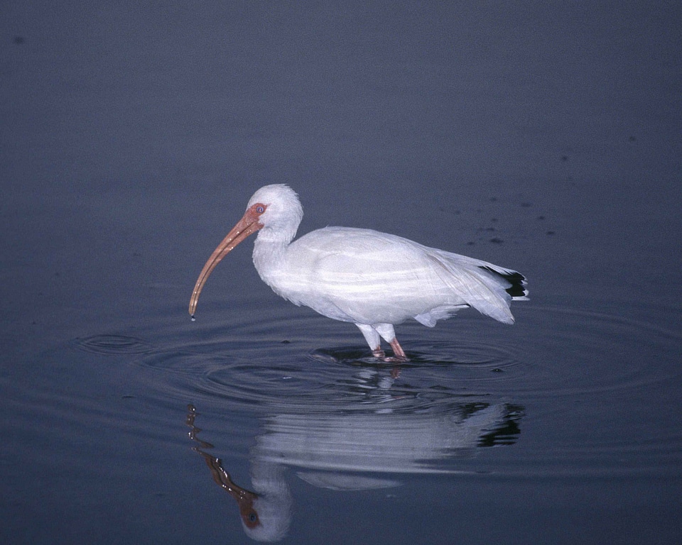 Bird white 