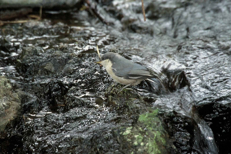 Sitta Sittidae song bird 